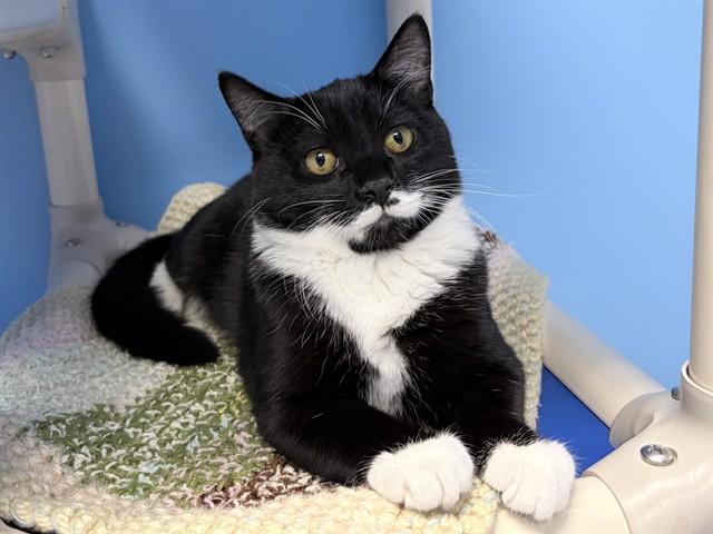 SCREECH, Adoptable, Young Male Domestic Short Hair.