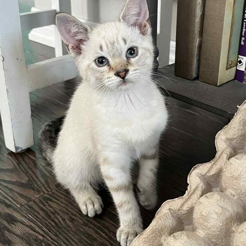 Siamese Cats Adoption: Ultimate Guide to Finding Your Perfect Pet