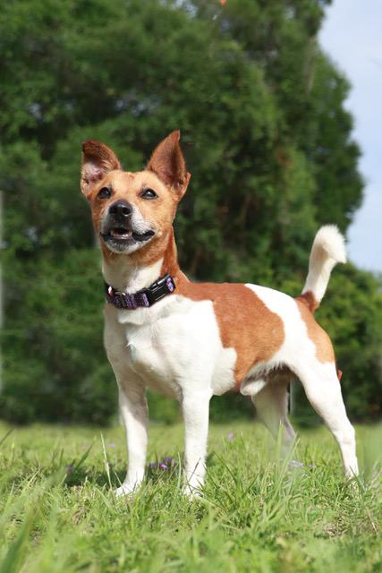 BJ, adopted, Adult Male Jack Russell Terrier.