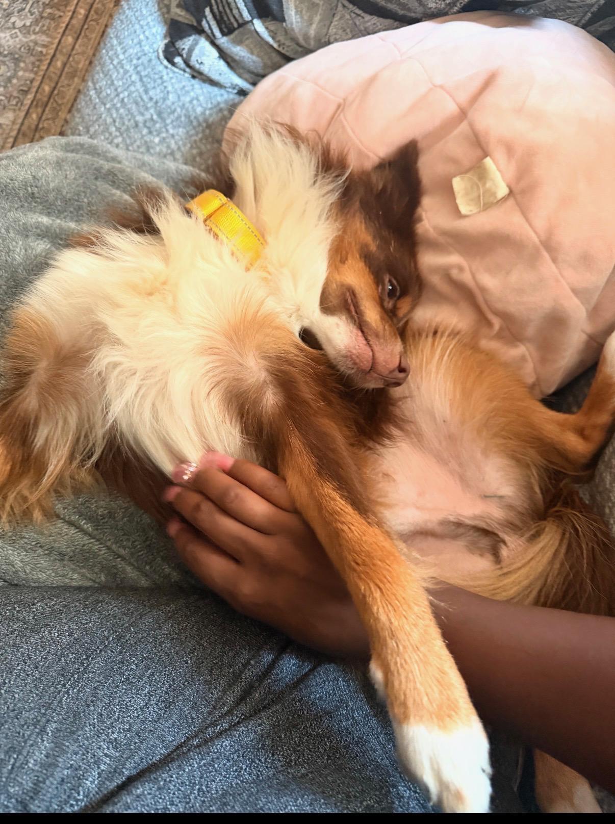 Enlarge Sparky, a Adoptable Australian Shepherd in Gainesville, VA image 6/6