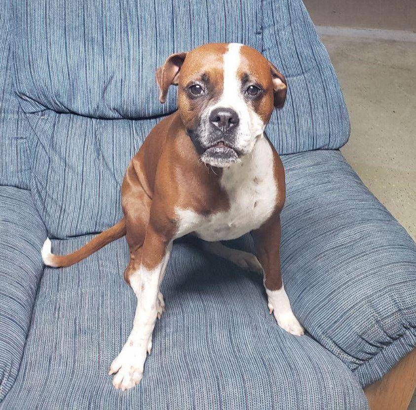 Carli (Courtesy post), Adopted, Adult Female Boxer.