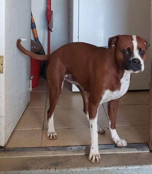 Carli (Courtesy post), a Adopted Boxer in Phoenix, AZ image 2/3