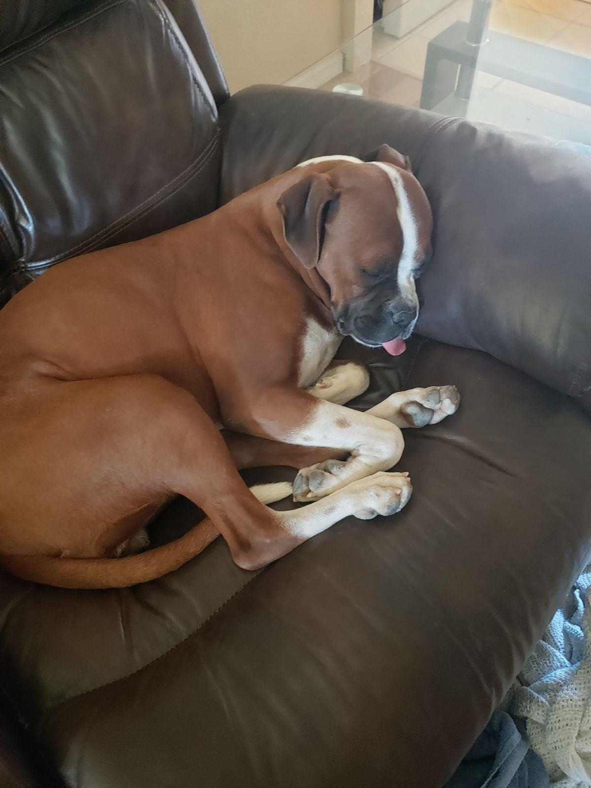 Carli (Courtesy post), a Adopted Boxer in Phoenix, AZ image 3/3