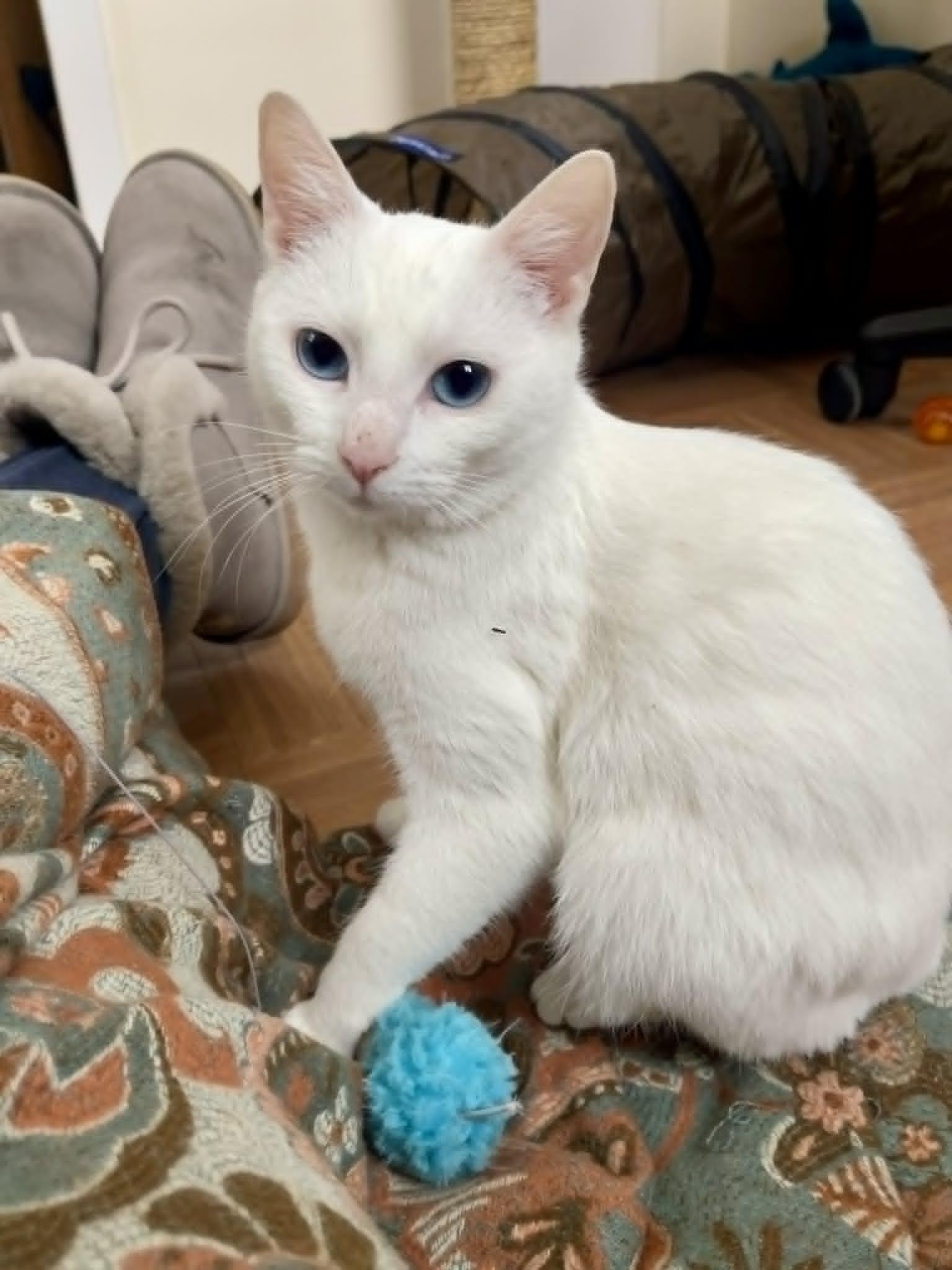 Anastasia (Anya), adopted, Kitten Female Domestic Short Hair.