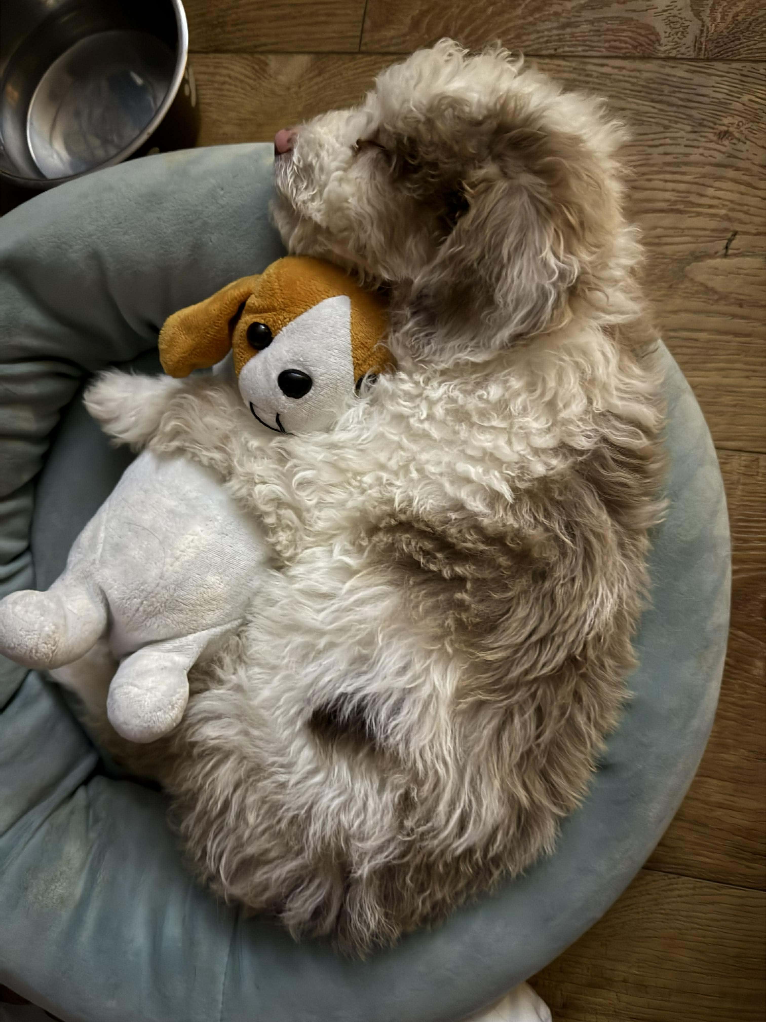 Biscuit, an adoptable Aussiedoodle in hilton, NY, 14468 | Photo Image 4