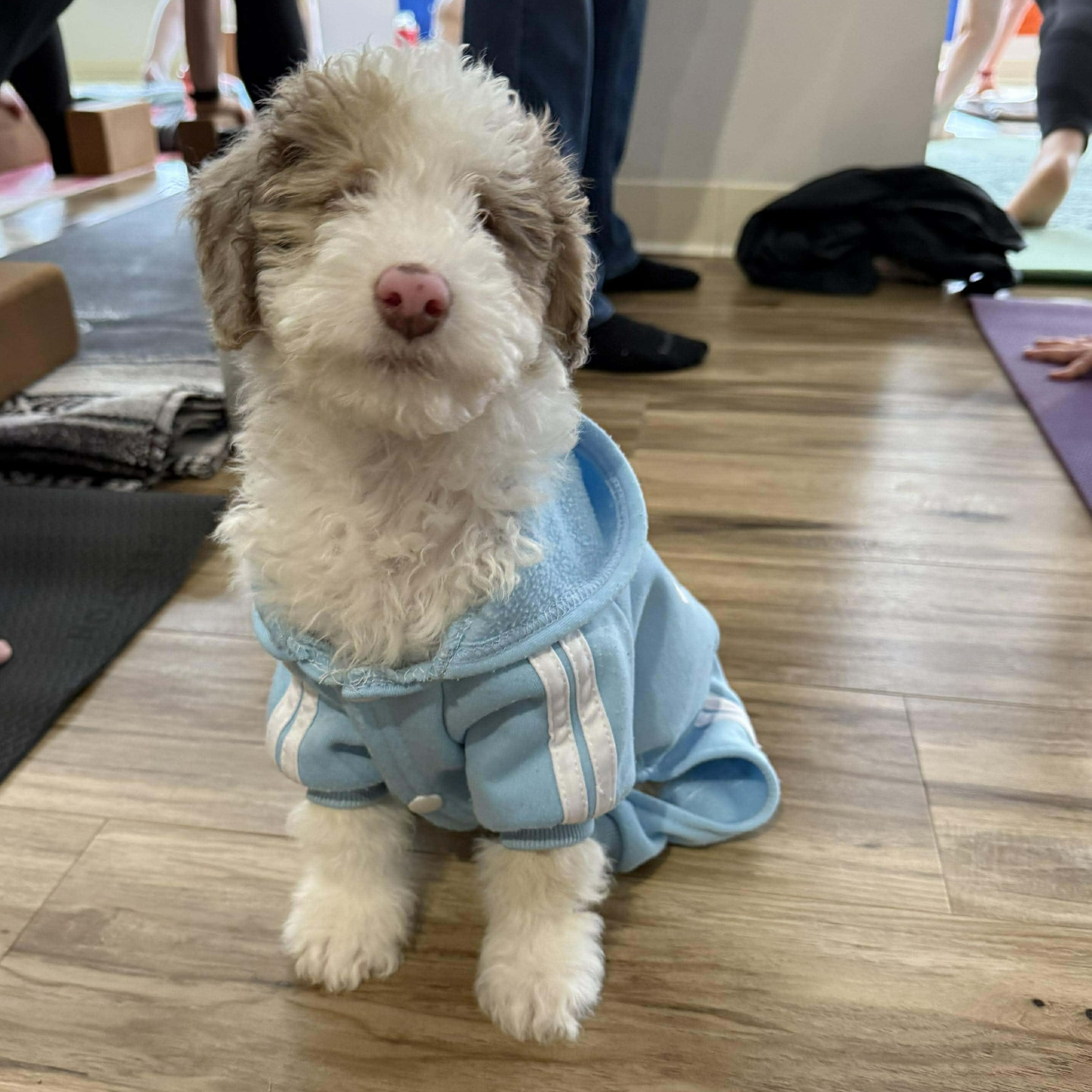 Biscuit, an adoptable Aussiedoodle in hilton, NY, 14468 | Photo Image 3