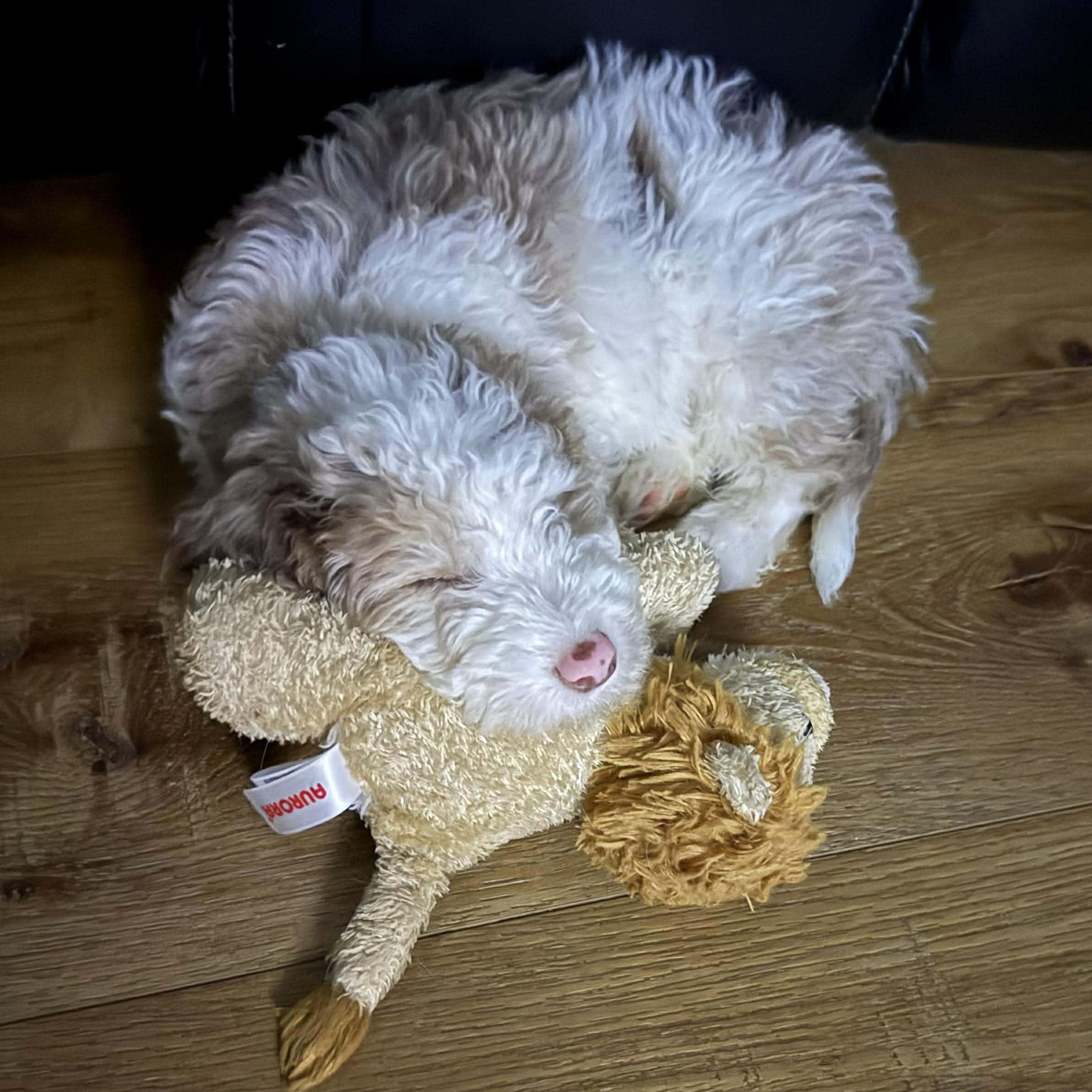 Biscuit, an adoptable Aussiedoodle in hilton, NY, 14468 | Photo Image 2