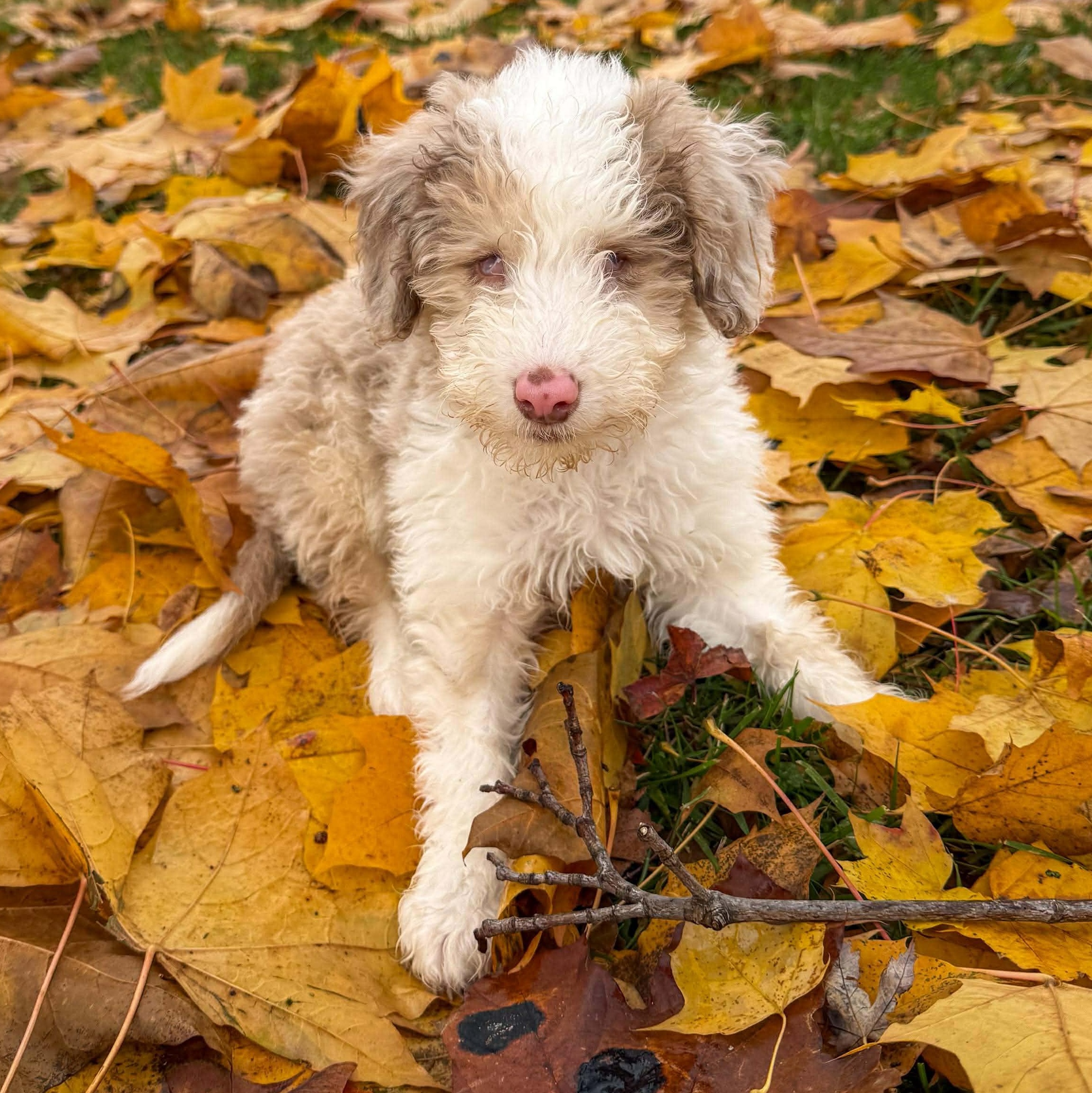Biscuit, an adoptable Aussiedoodle in hilton, NY, 14468 | Photo Image 5