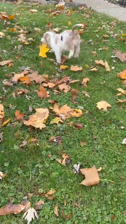 Enlarge Biscuit, a Adoptable mixed breed in hilton, NY video 6/6