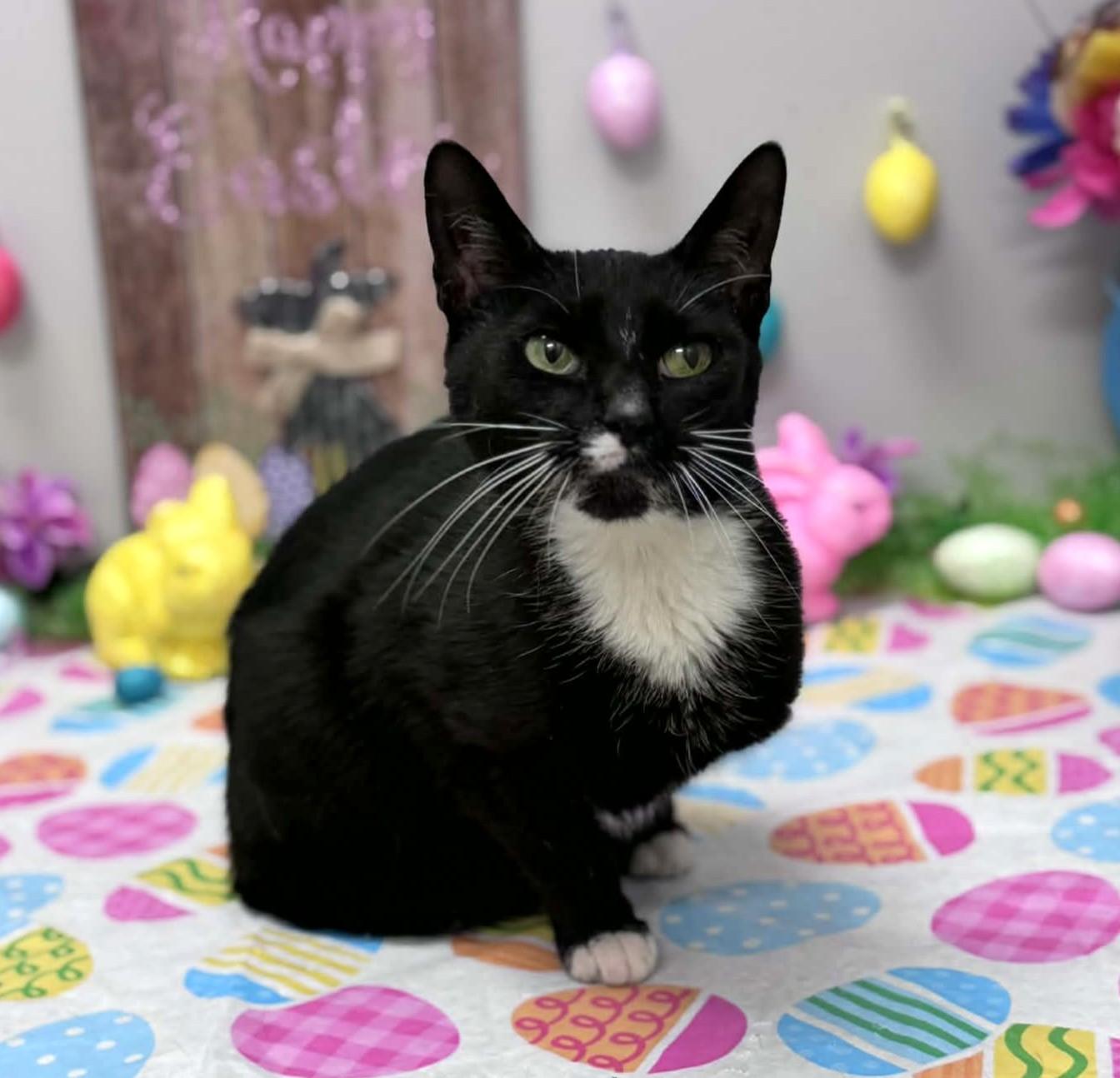 Allie, a ADOPTABLE mixed breed in Wedowee, AL image 4/6