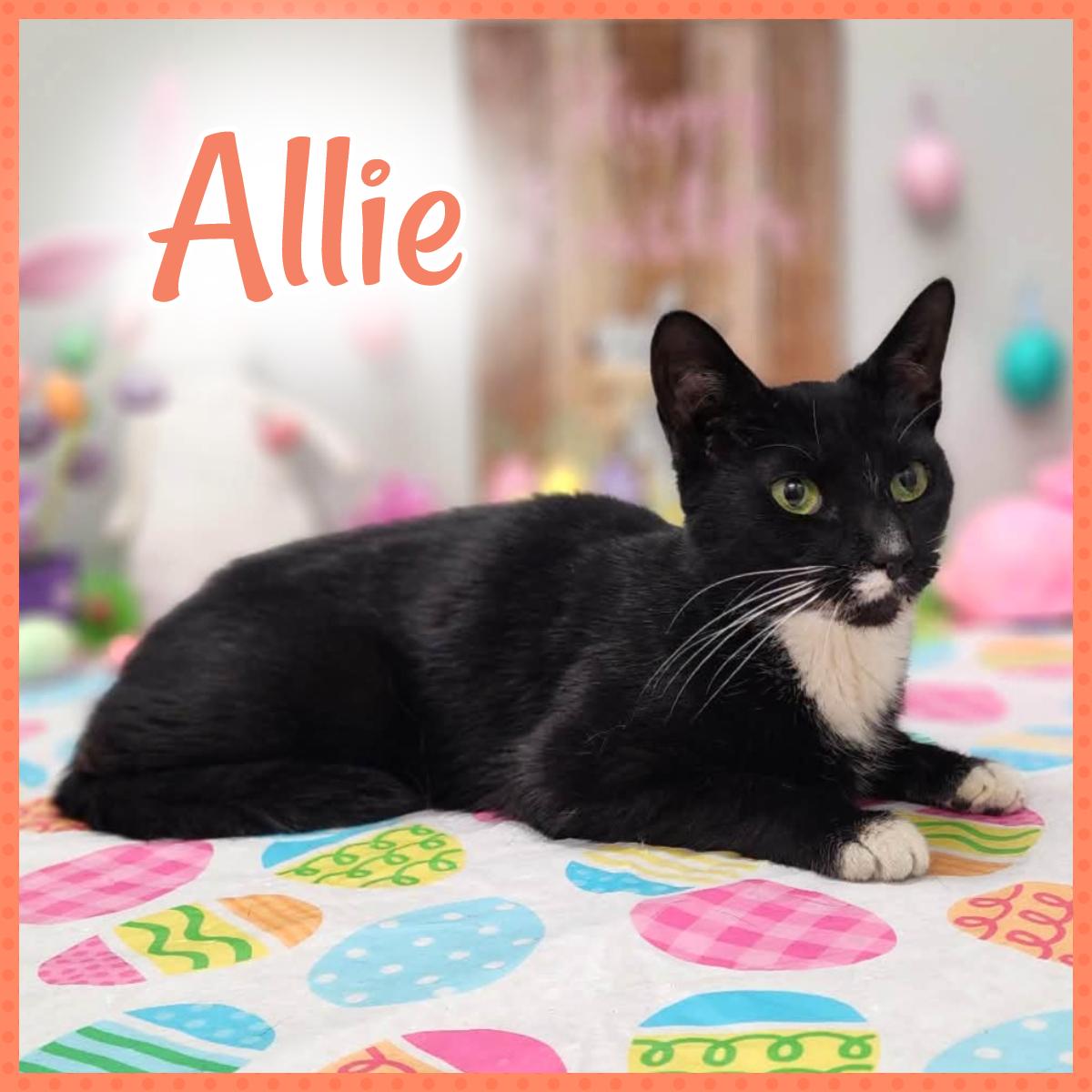 Allie, a ADOPTABLE mixed breed in Wedowee, AL image 1/6