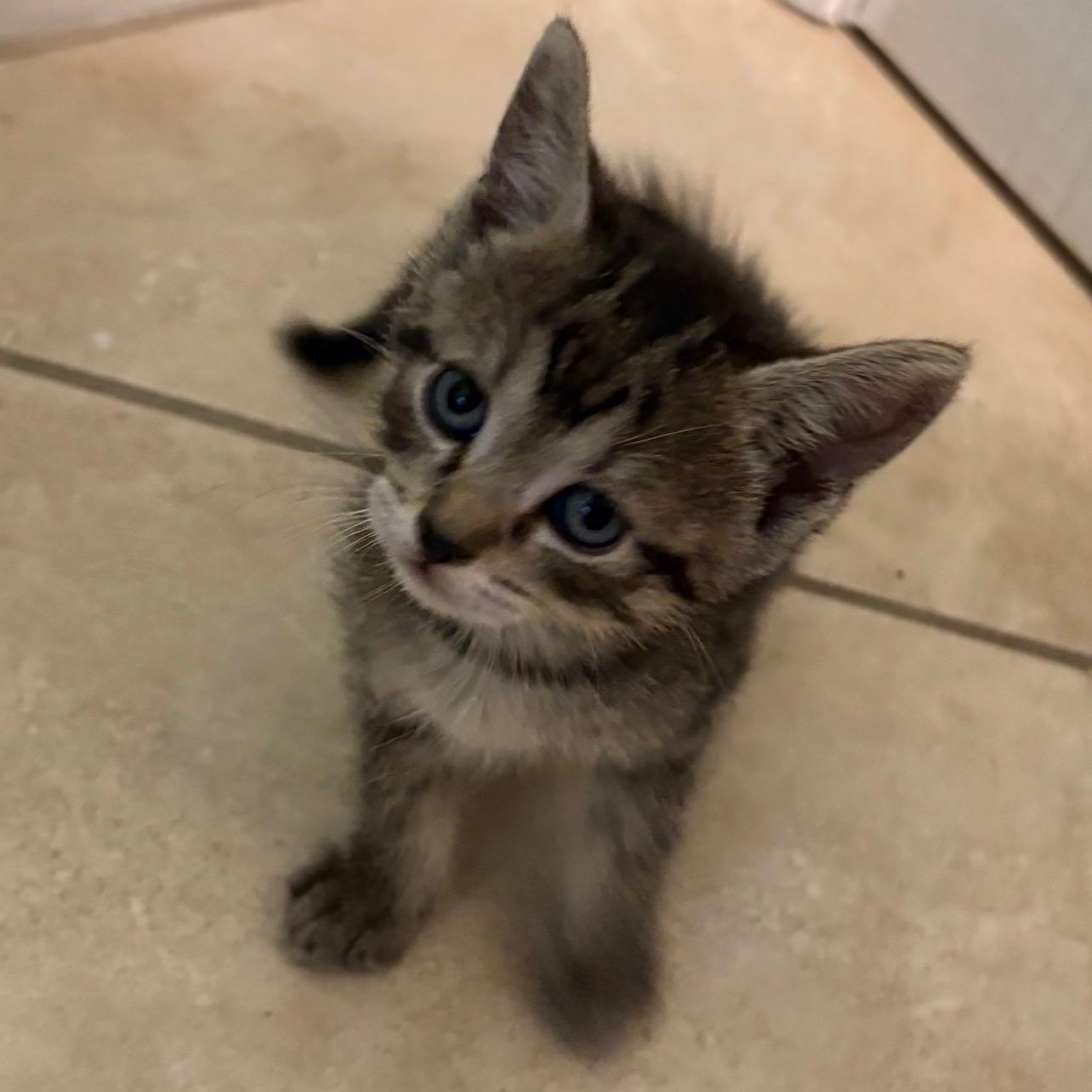 Enlarge Lumina, a Adoptable mixed breed in Fort Myers, FL image 1/1