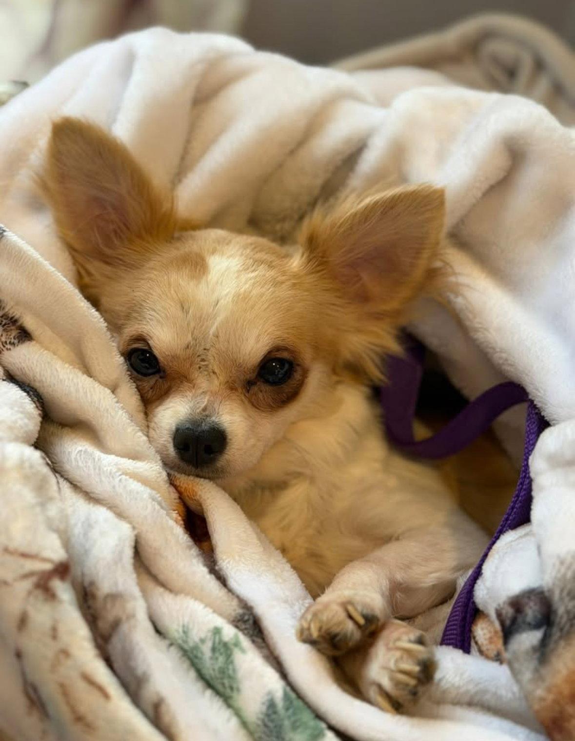 Chico - ADOPTION IN PROCESS, Adoptable, Young Male Chihuahua.