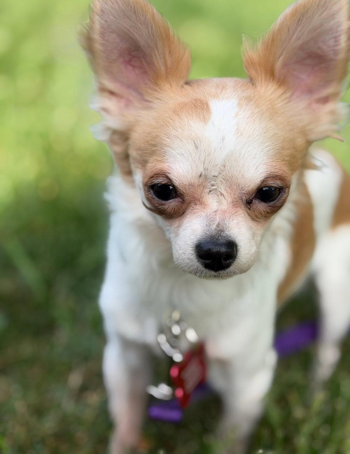 Enlarge Chico - ADOPTION IN PROCESS, a Adoptable Chihuahua in Grafton, WI image 2/3