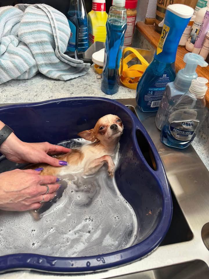 Enlarge Chico - ADOPTION IN PROCESS, a Adoptable Chihuahua in Grafton, WI image 3/3