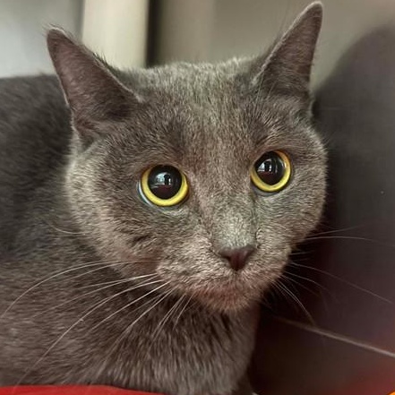 Enlarge A324804, a ADOPTABLE Domestic Short Hair in Perkiomenville, PA image 1/1