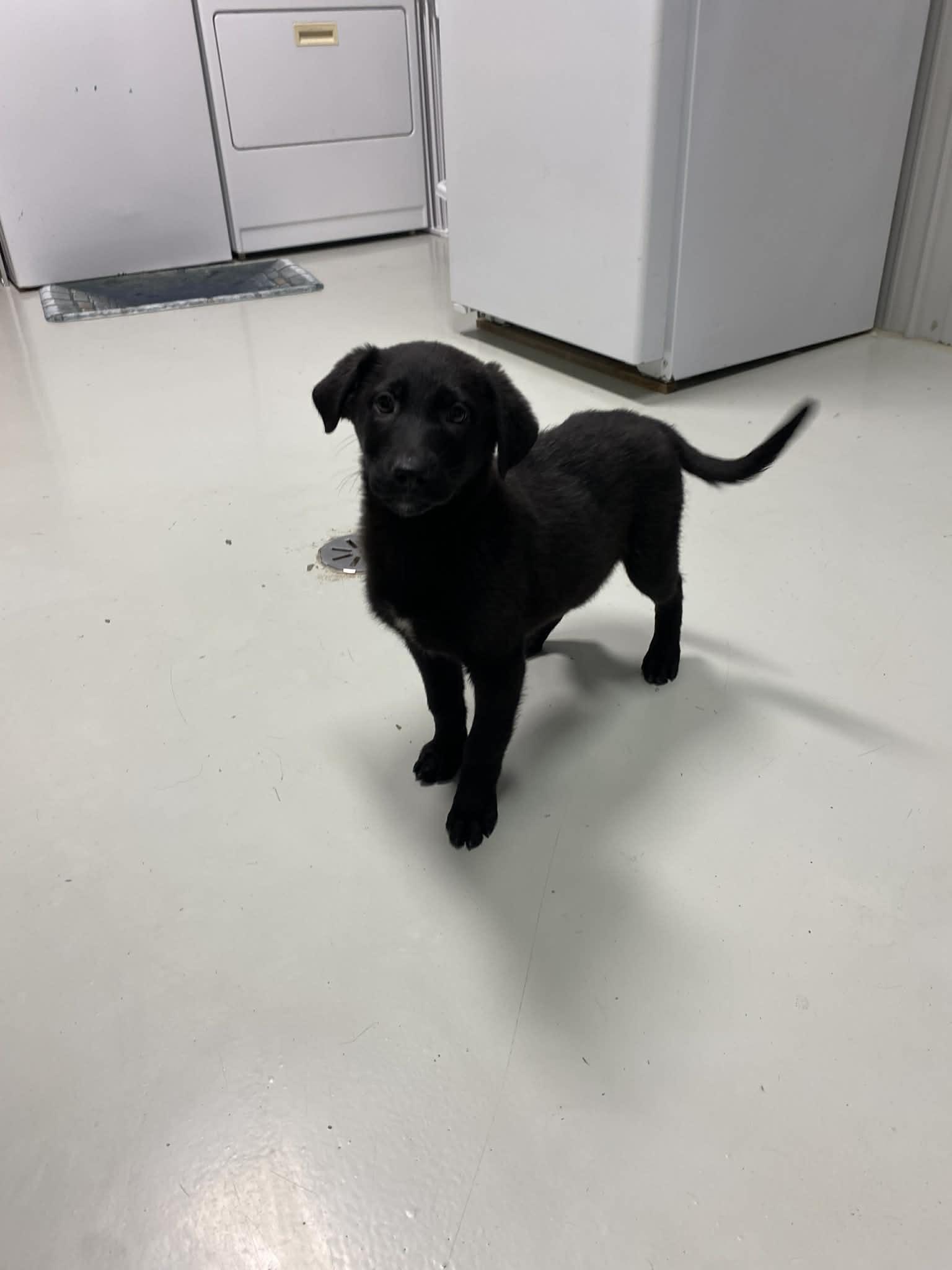 Enlarge Jolly, a Adoptable mixed breed in Stormville, NY image 6/6