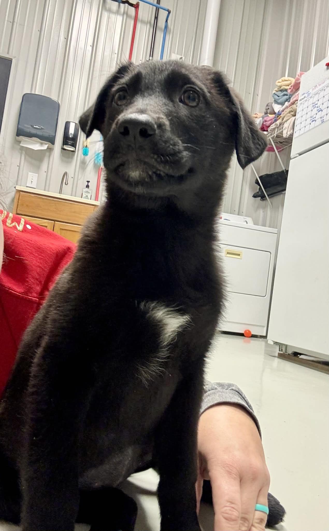 Enlarge Jolly, a Adoptable mixed breed in Stormville, NY image 5/6