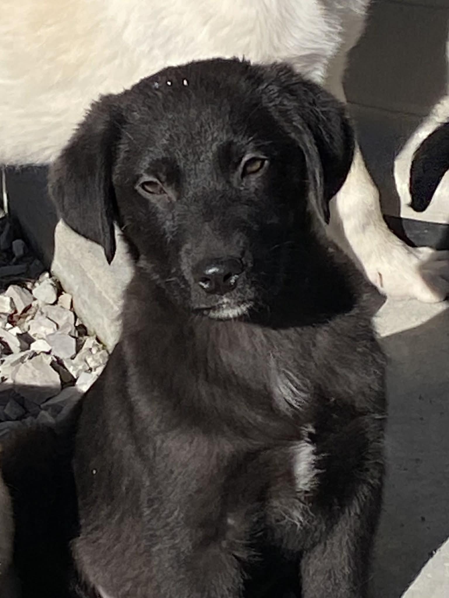 Enlarge Jolly, a Adoptable mixed breed in Stormville, NY image 1/6