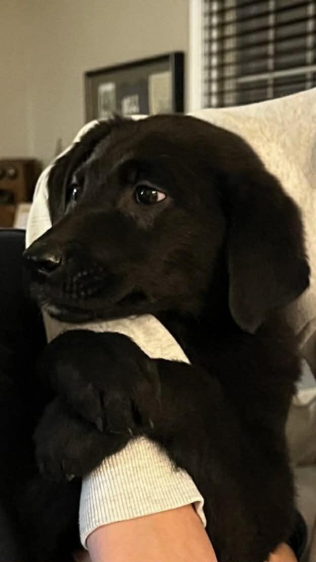 Jolly, adopted, Puppy Female Labrador Retriever.