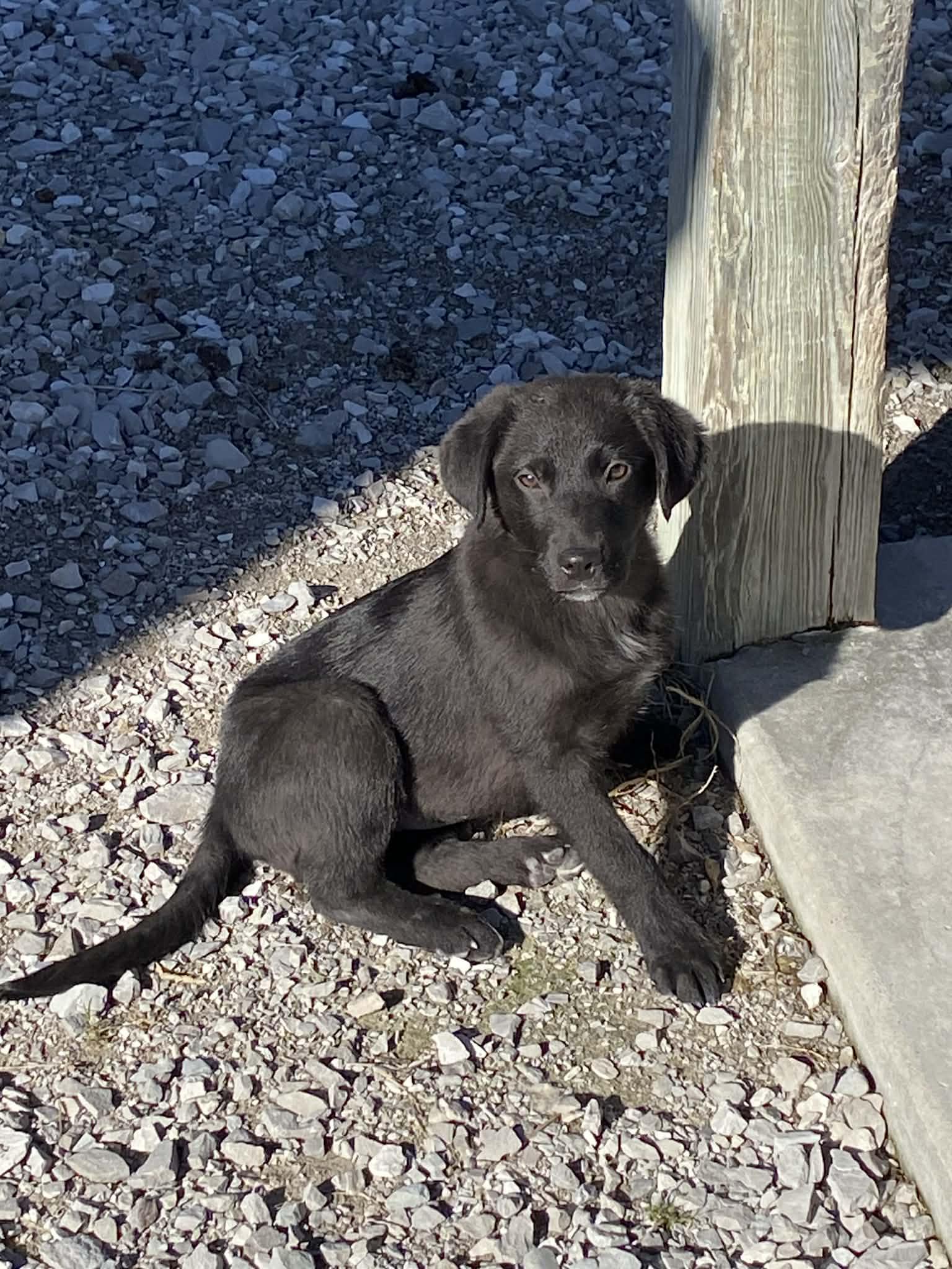 Enlarge Jolly, a Adoptable mixed breed in Stormville, NY image 3/6