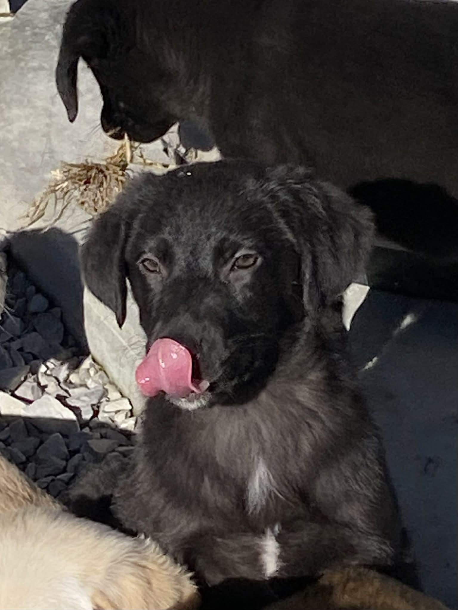 Enlarge Jolly, a Adoptable mixed breed in Stormville, NY image 2/6