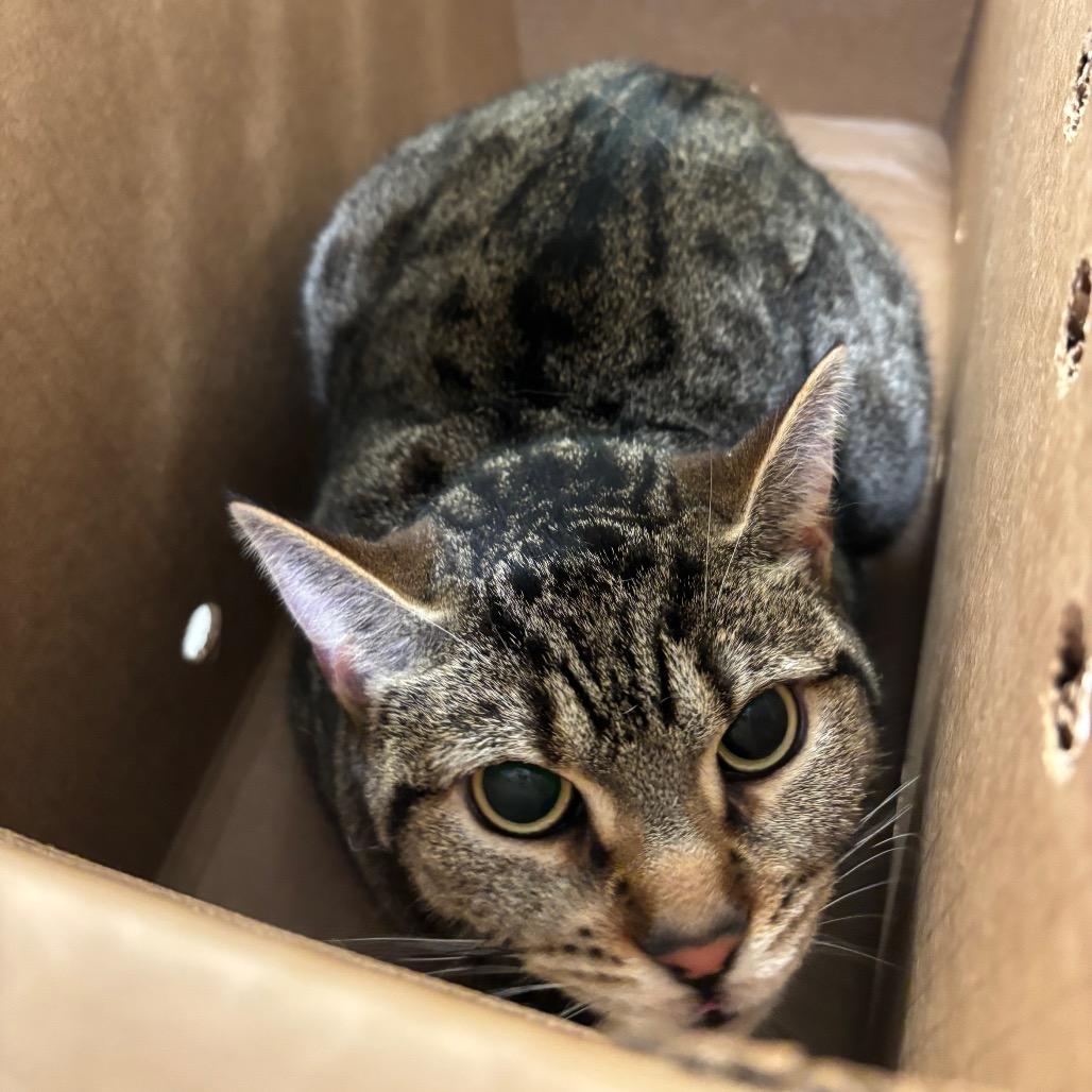 Miley, Adoptable, Adult Female Domestic Short Hair.