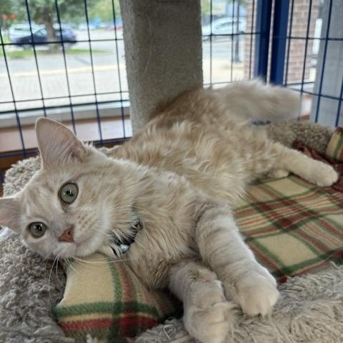 Enlarge Oscar - CHOW HOUND - ADOPTION PENDING, an adopted Domestic Long Hair in Grand Rapids, MI image 4/5