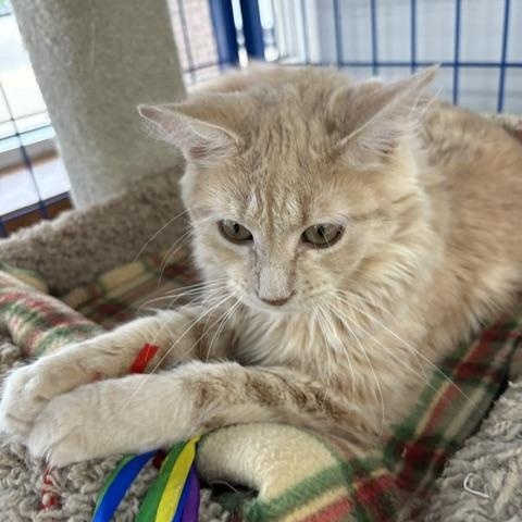 Enlarge Oscar - CHOW HOUND - ADOPTION PENDING, an adopted Domestic Long Hair in Grand Rapids, MI image 2/5
