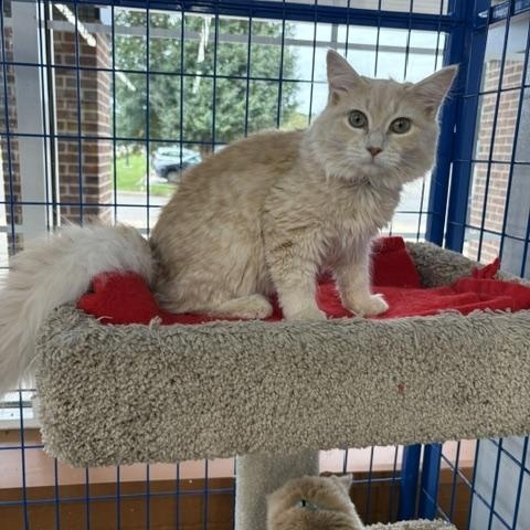 Enlarge Oscar - CHOW HOUND - ADOPTION PENDING, an adopted Domestic Long Hair in Grand Rapids, MI image 3/5