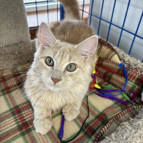 Oscar - CHOW HOUND - ADOPTION PENDING, adopted, Kitten Male Domestic Long Hair.