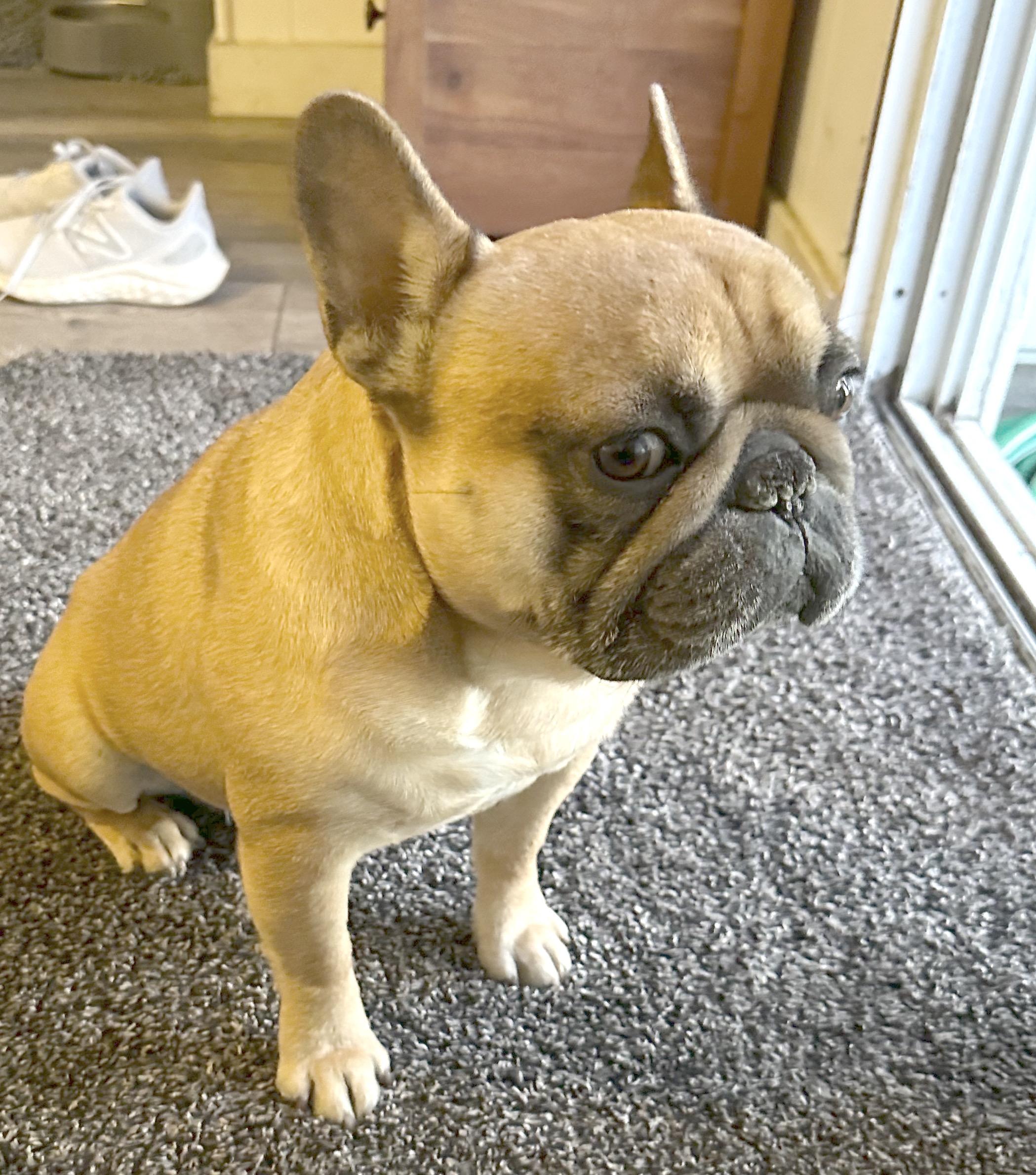 Buddy photo 1