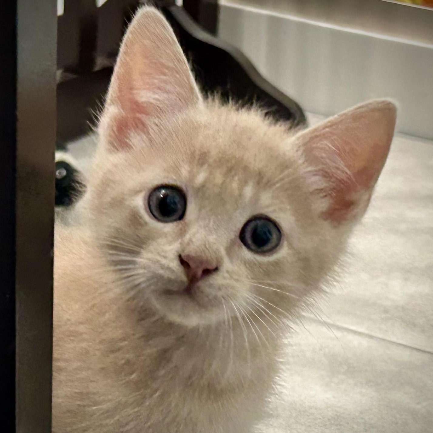 Belo, Adoptable, Young Male Tabby.