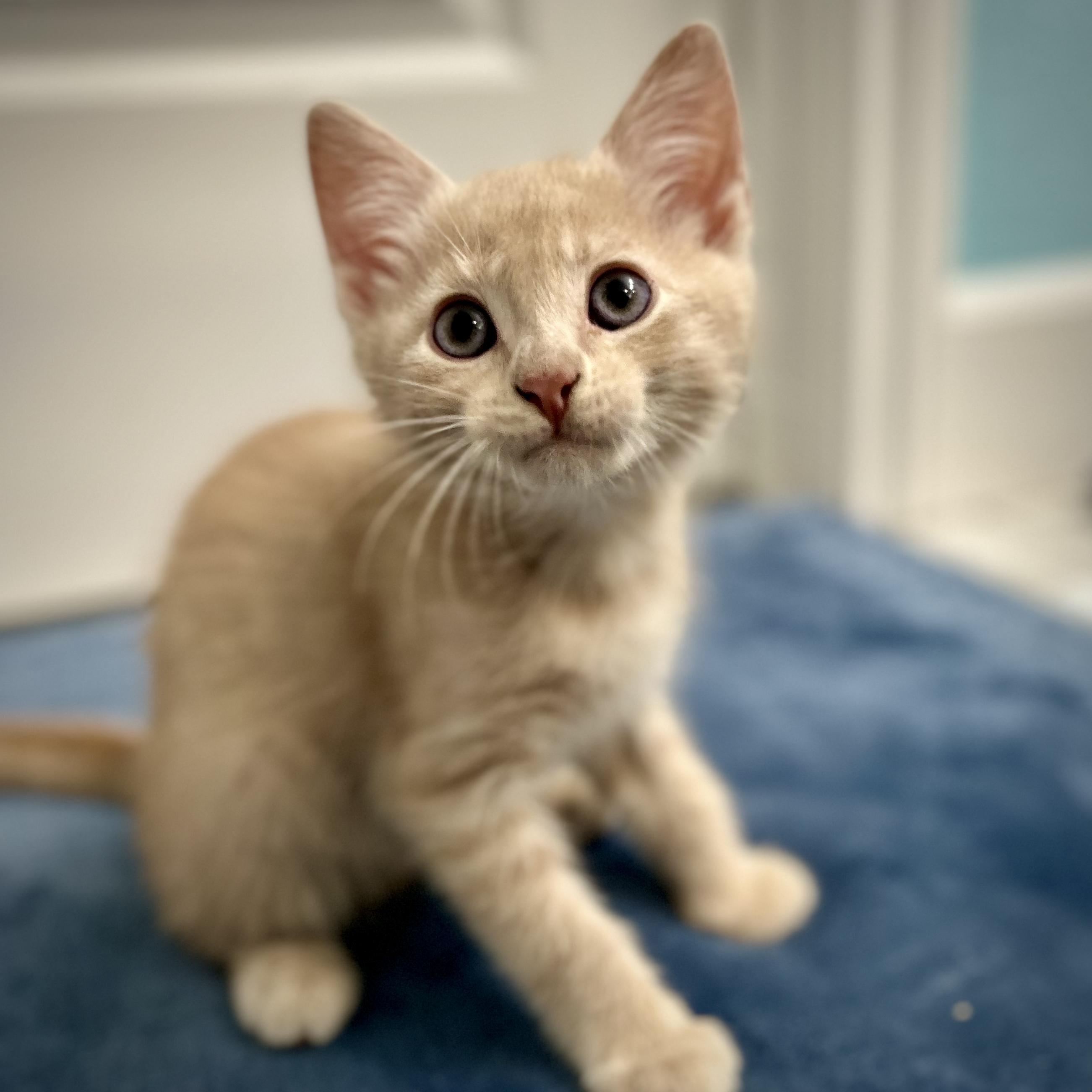 Belo, a Adoptable Tabby in Salinas, CA image 2/6