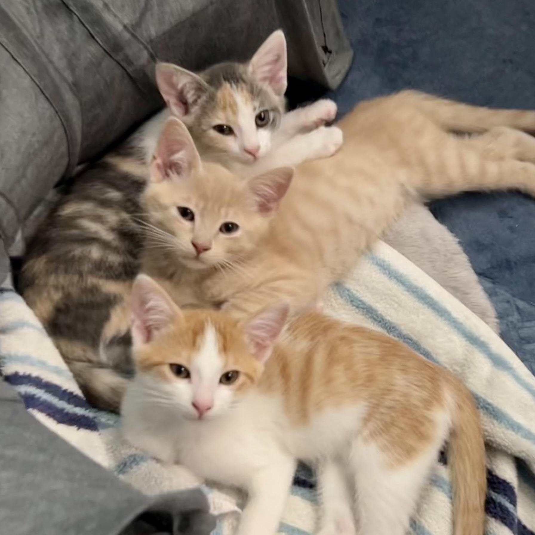 Belo, a Adoptable Tabby in Salinas, CA image 3/6