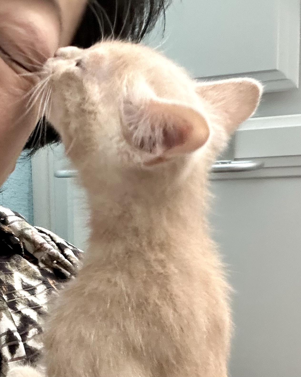 Belo, a Adoptable Tabby in Salinas, CA image 4/6