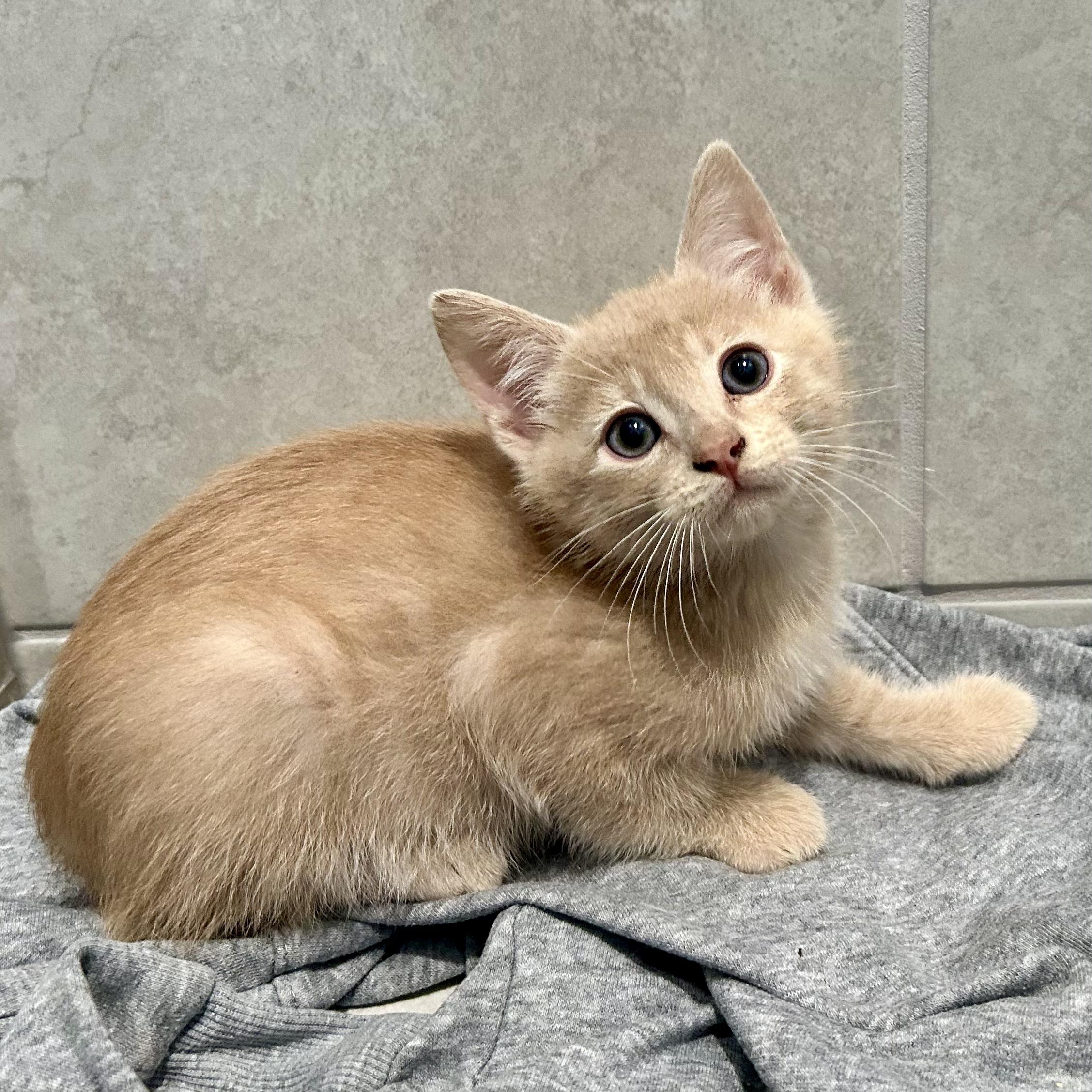 Belo, a Adoptable Tabby in Salinas, CA image 5/6