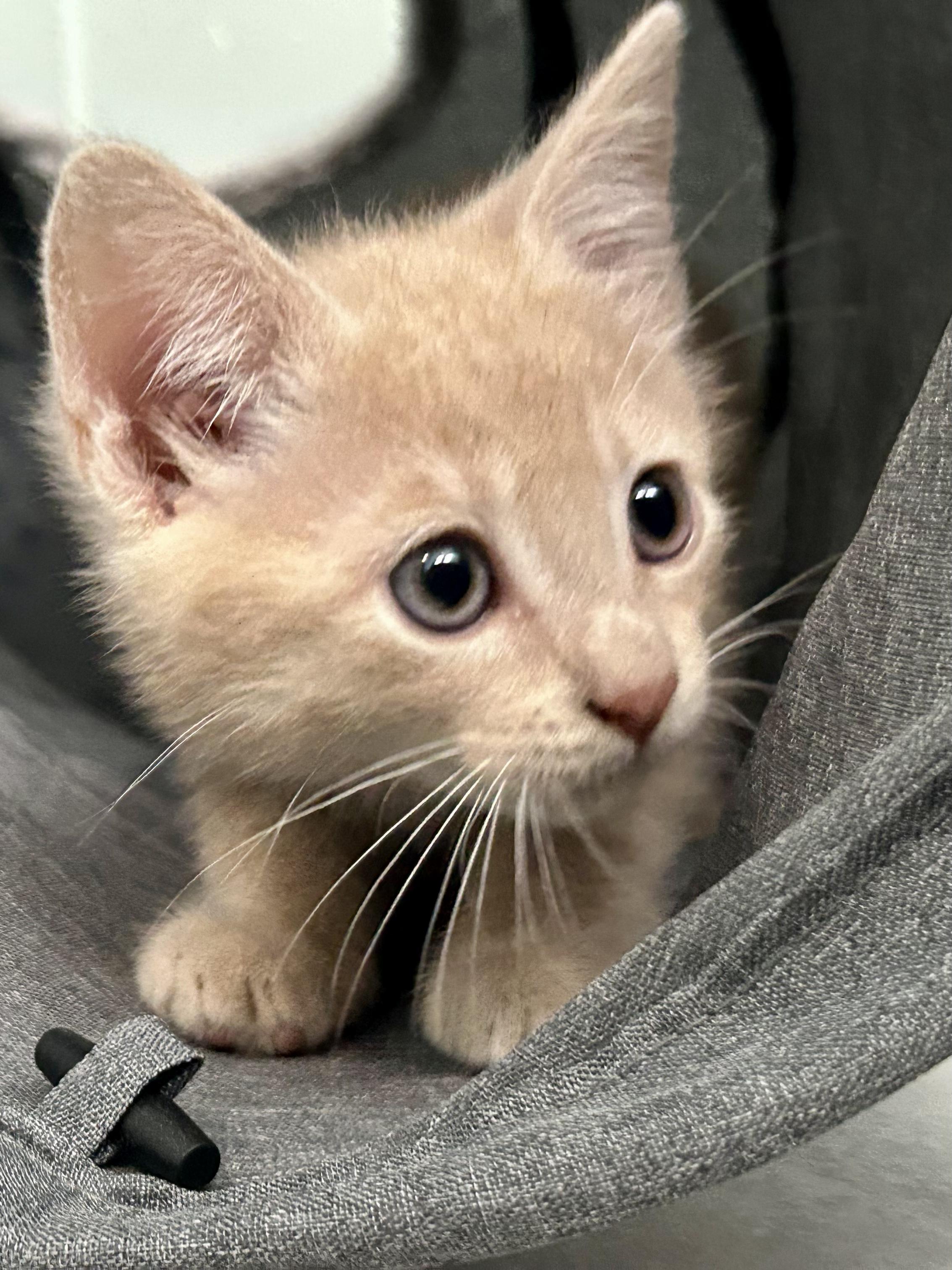 Belo, a Adoptable Tabby in Salinas, CA image 6/6