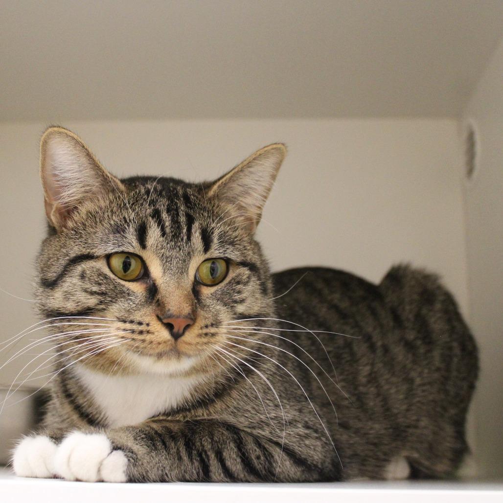 Enlarge Terrence, a Adoptable Domestic Short Hair in Champaign, IL image 1/2