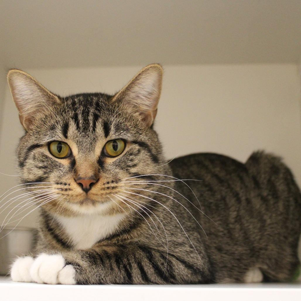Enlarge Terrence, a Adoptable Domestic Short Hair in Champaign, IL image 2/2