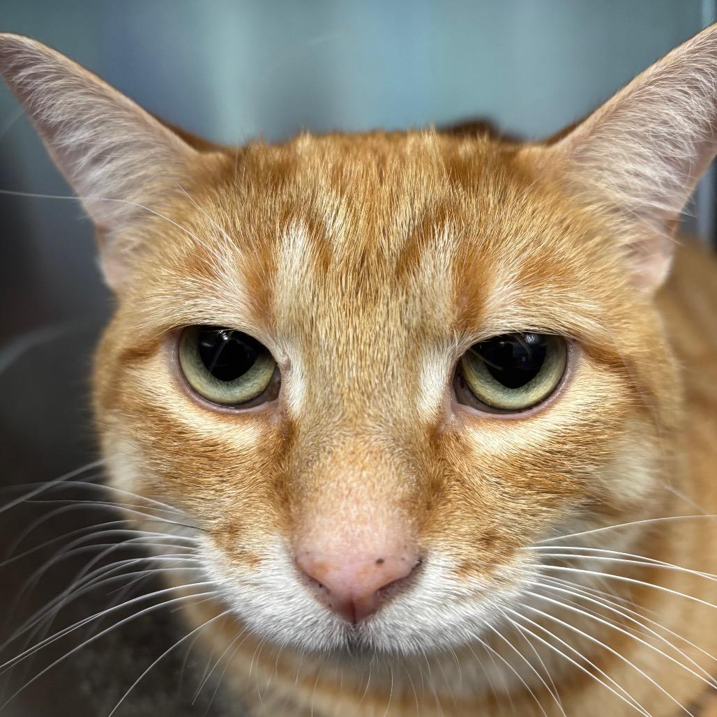 Rusty, Adoptable, Adult Male Domestic Short Hair.