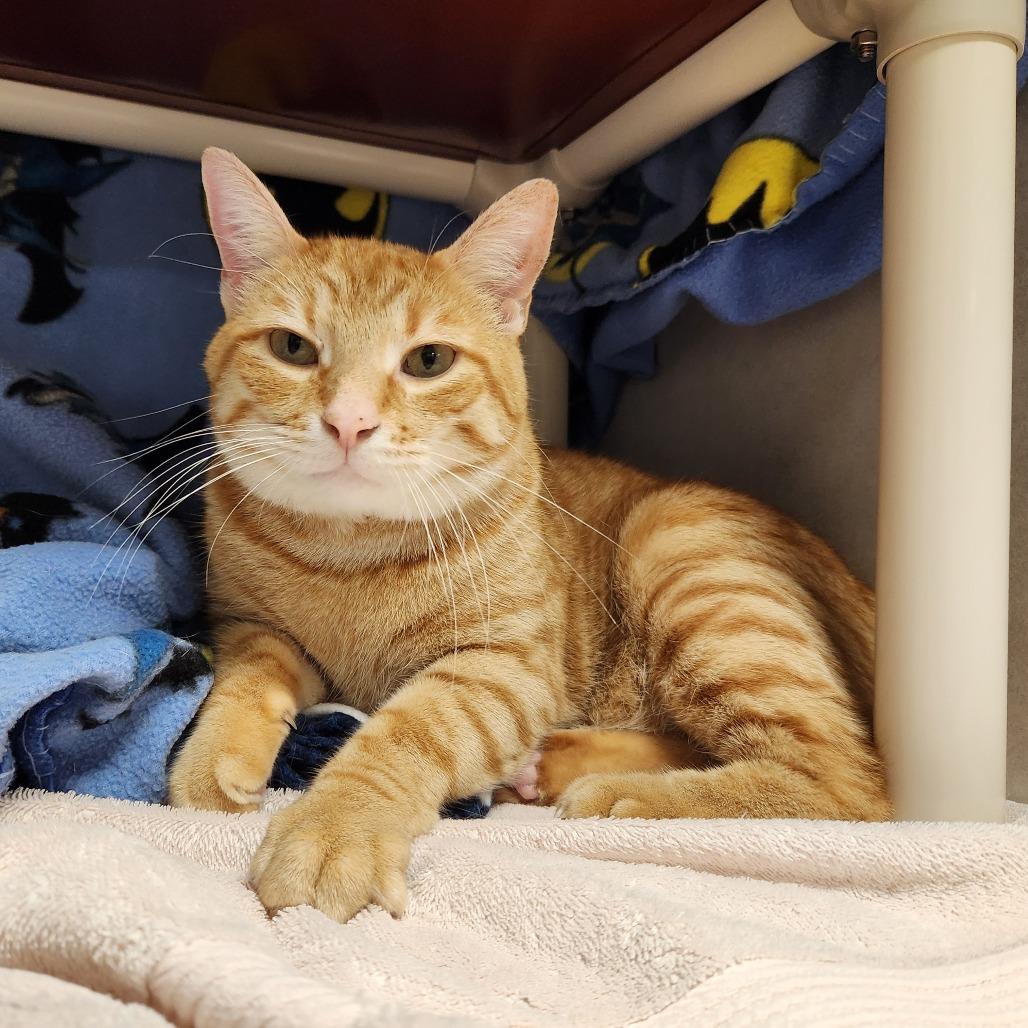 Rusty, a Adoptable Domestic Short Hair in Grand Rapids, MI image 2/6