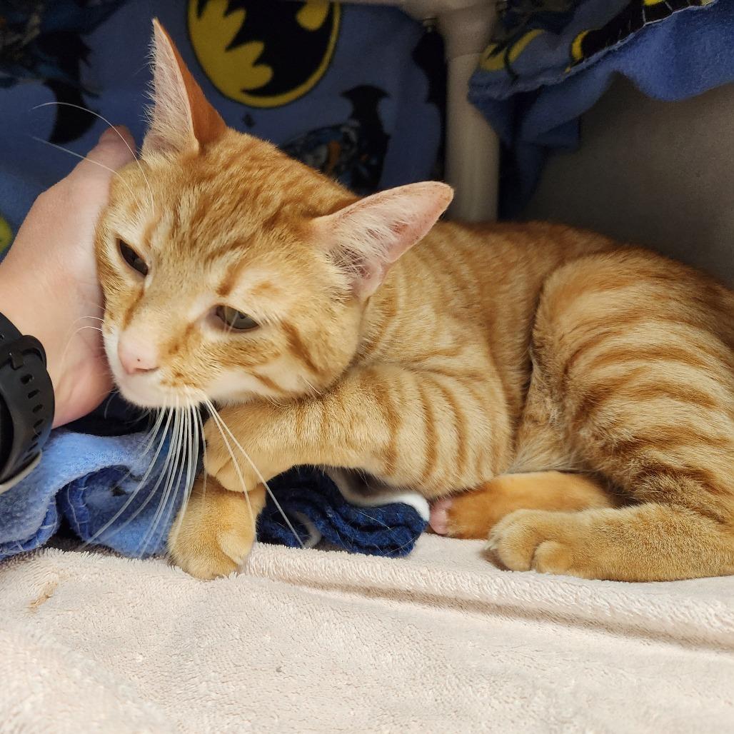 Rusty, a Adoptable Domestic Short Hair in Grand Rapids, MI image 3/6