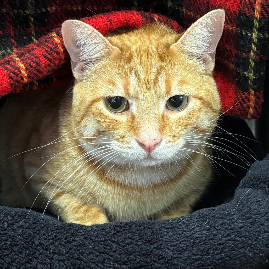 Rusty, a Adoptable Domestic Short Hair in Grand Rapids, MI image 4/6