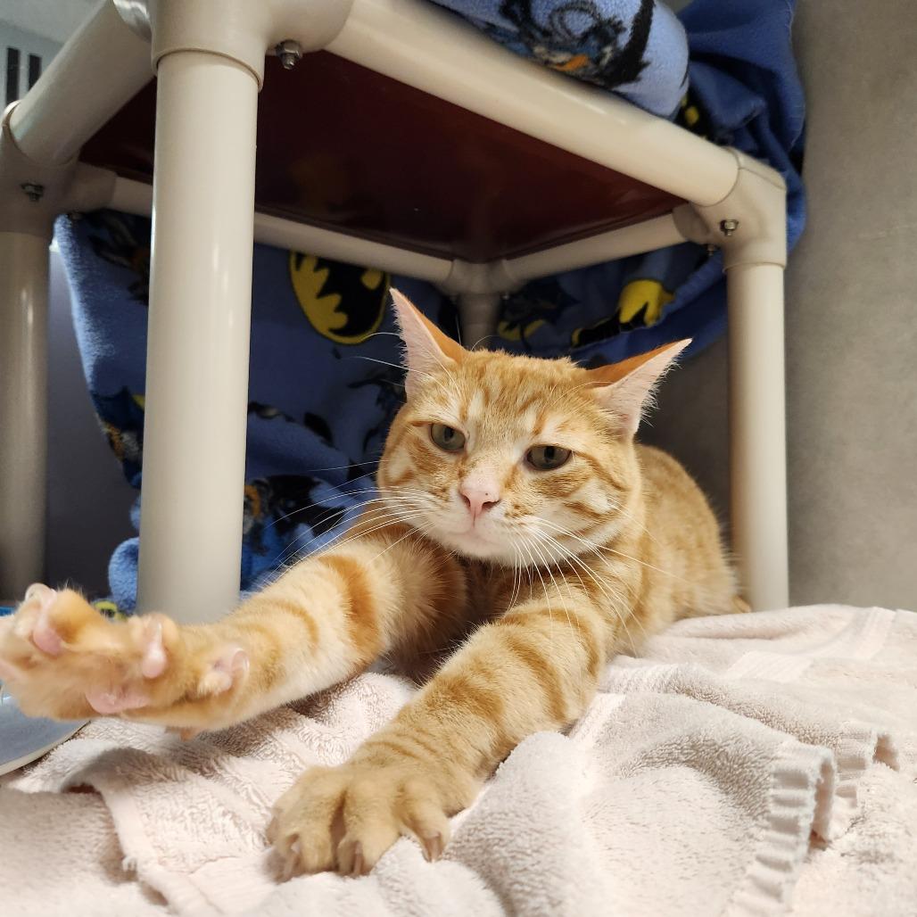 Rusty, a Adoptable Domestic Short Hair in Grand Rapids, MI image 5/6
