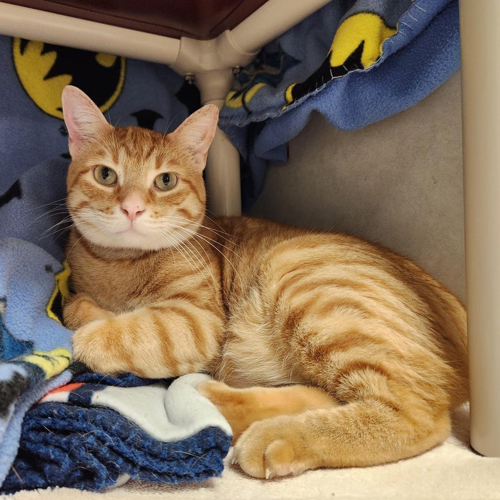 Rusty, a Adoptable Domestic Short Hair in Grand Rapids, MI image 6/6