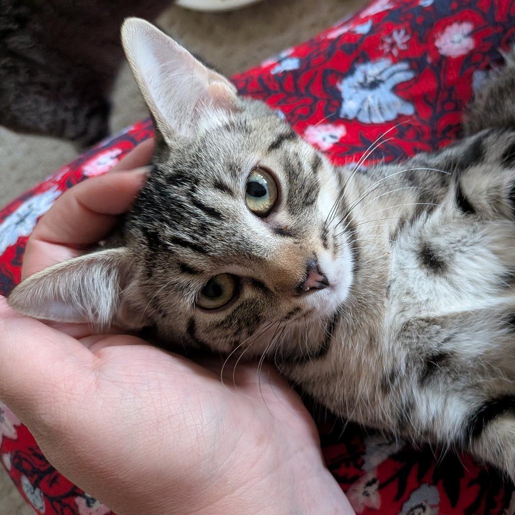 Gemmy Changa, Adoptable, Young Female Domestic Short Hair.