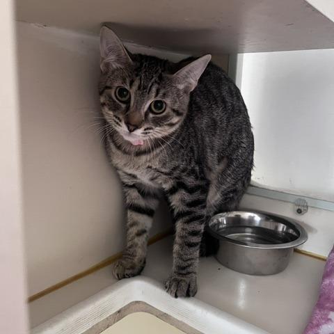 Enlarge Gemmy Changa, a Adoptable Domestic Short Hair in St. Louis, MO image 2/6