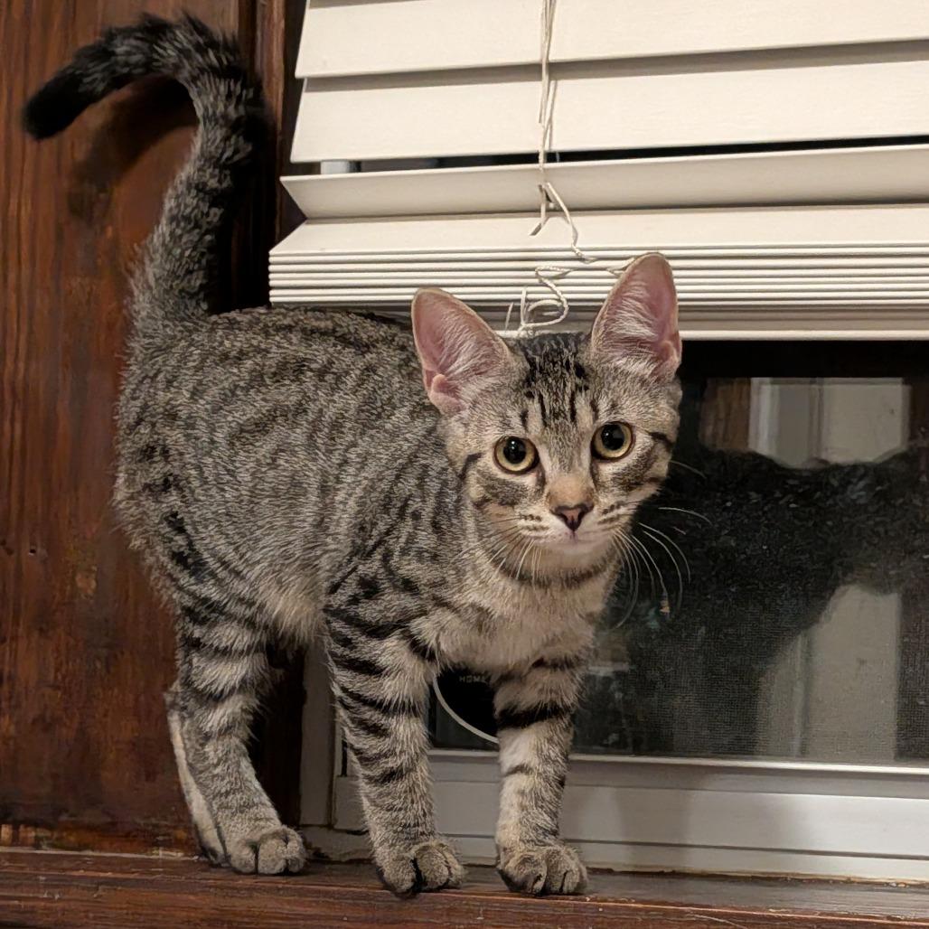 Enlarge Gemmy Changa, a Adoptable Domestic Short Hair in St. Louis, MO image 3/6
