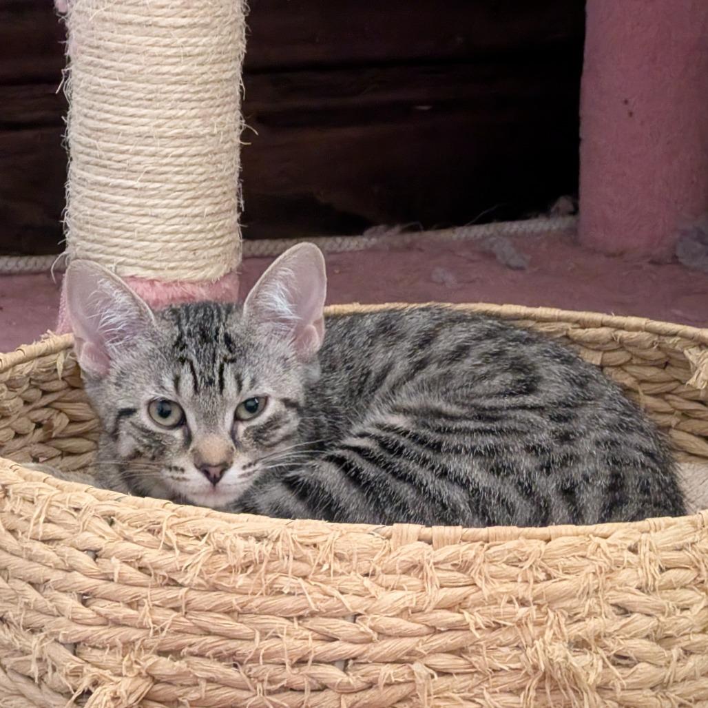 Enlarge Gemmy Changa, a Adoptable Domestic Short Hair in St. Louis, MO image 4/6